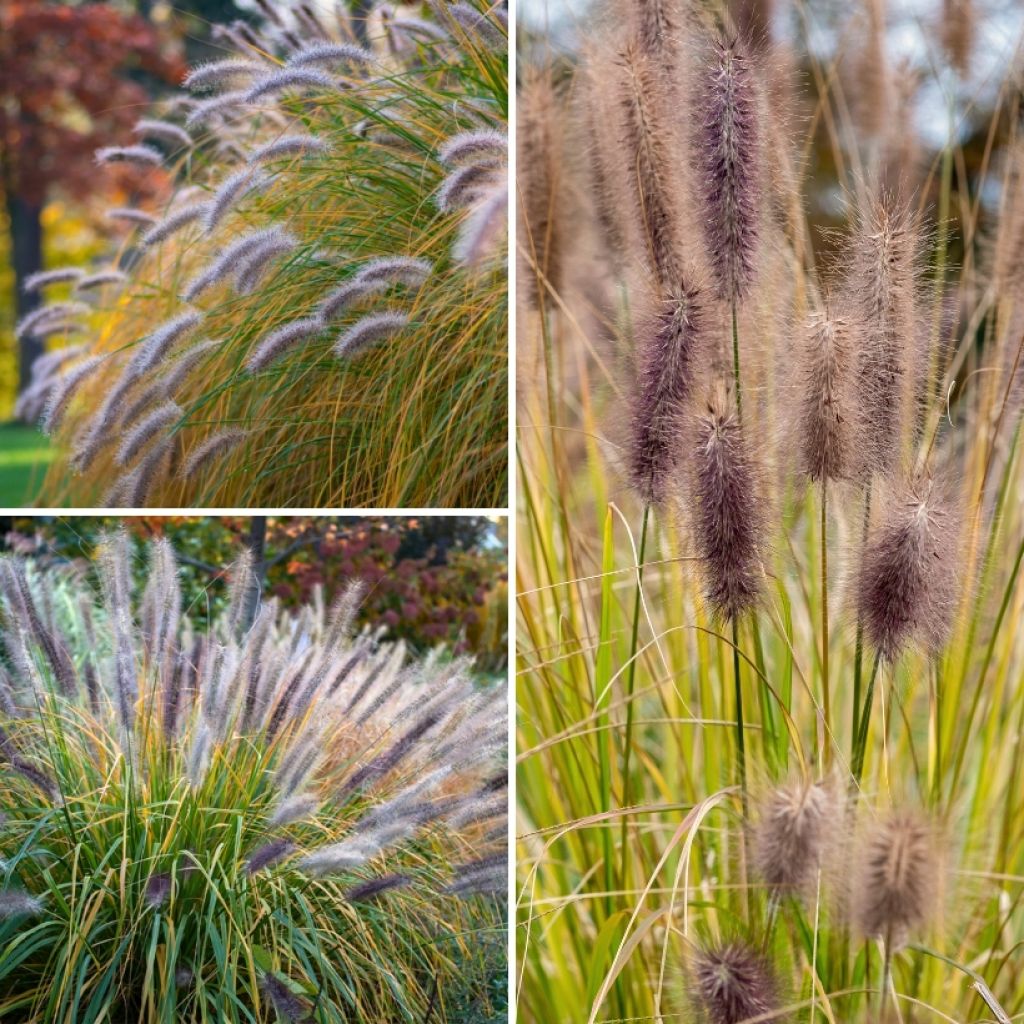 Pennisetum Collection - Chinese fountain grass