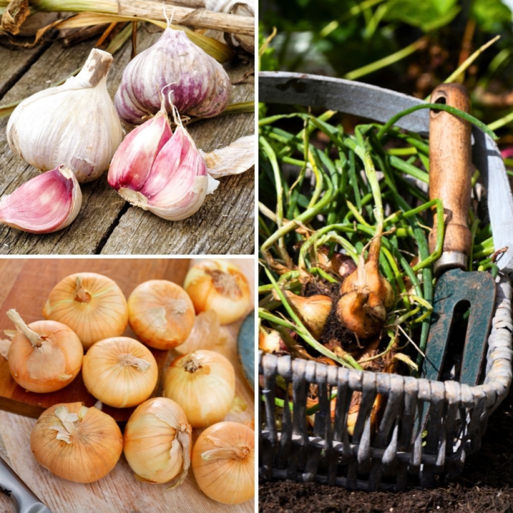Flavour Collection - garlic, onion, shallot plants - vegetable bulbs