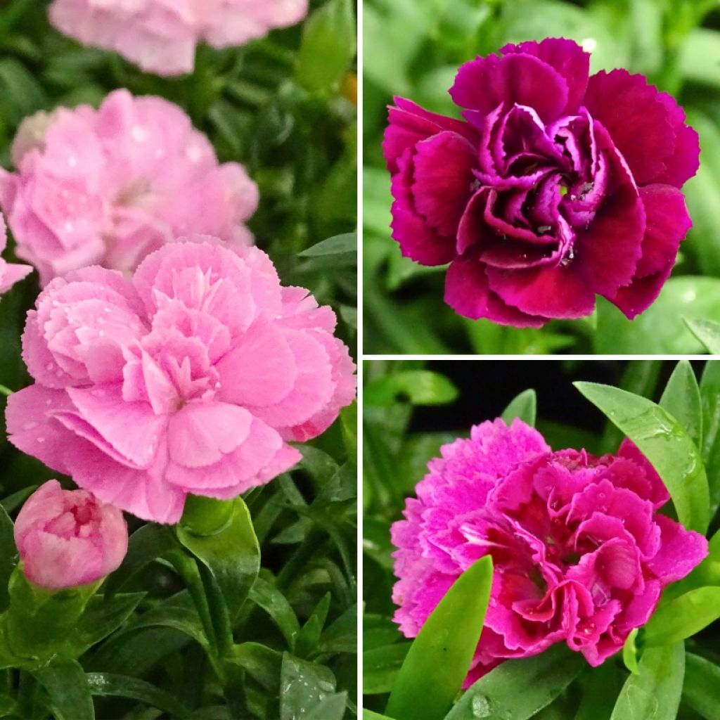 Dianthus collection