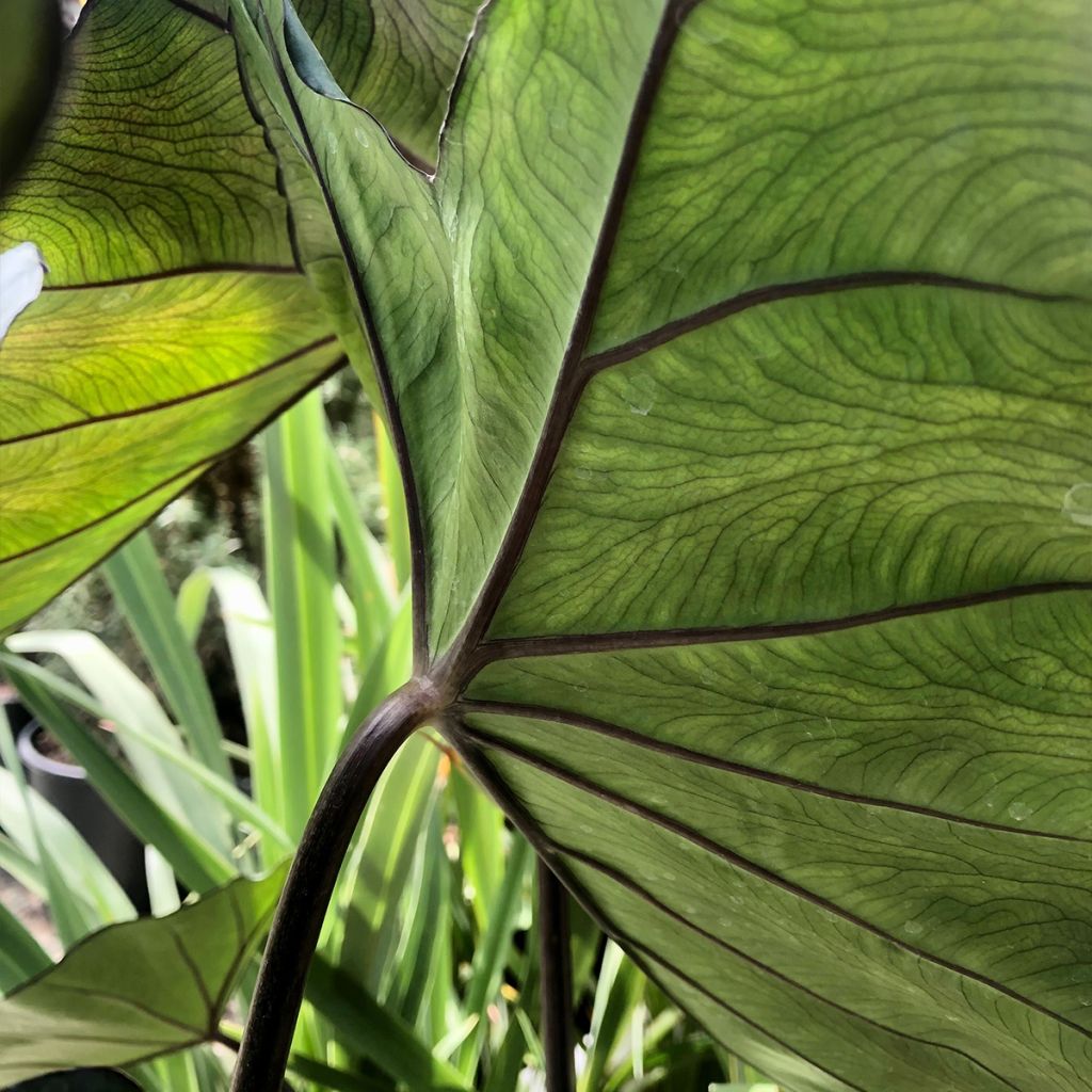 Colocasia esculenta Black Stem