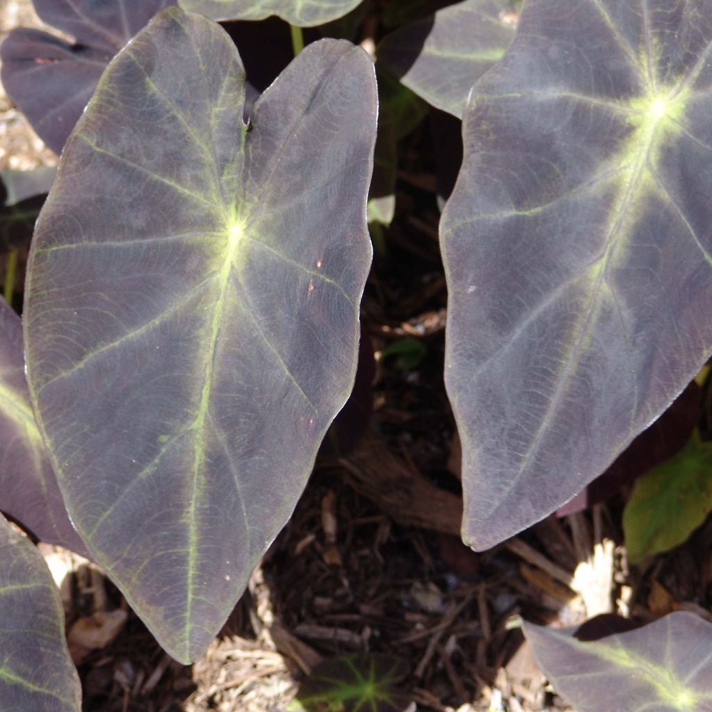 Colocasia esculenta Black magic