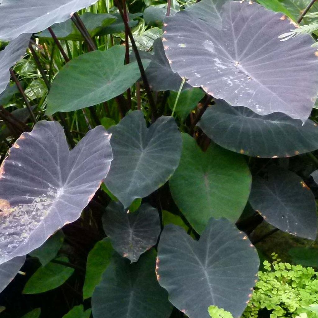 Colocasia esculenta Black magic