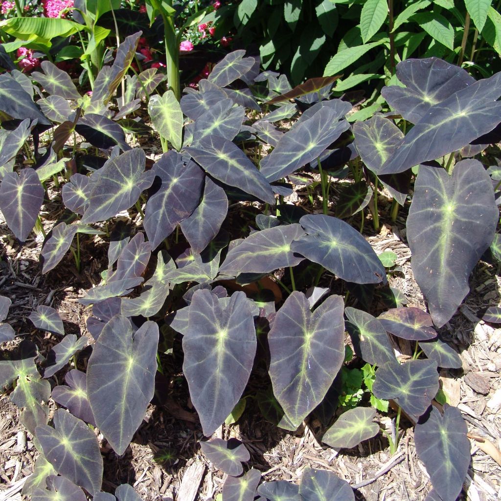Colocasia esculenta Black magic