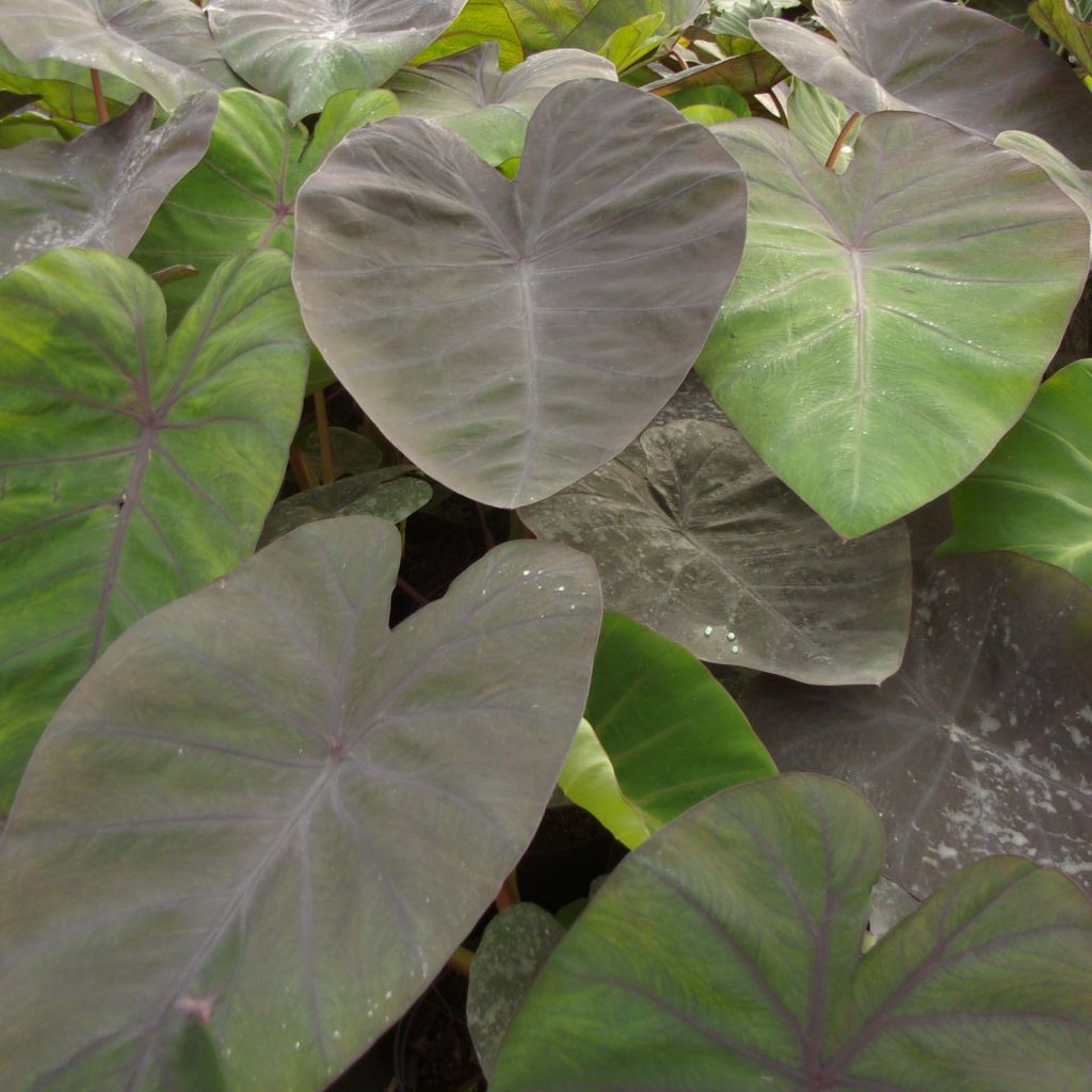 Colocasia Madeira