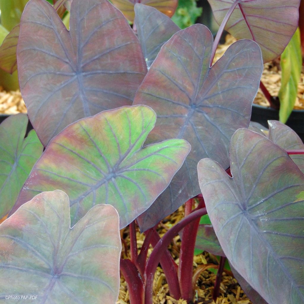 Colocasia Madeira