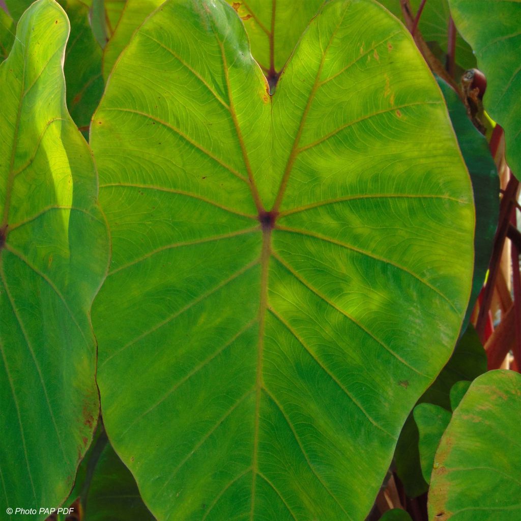 Colocasia Pink China