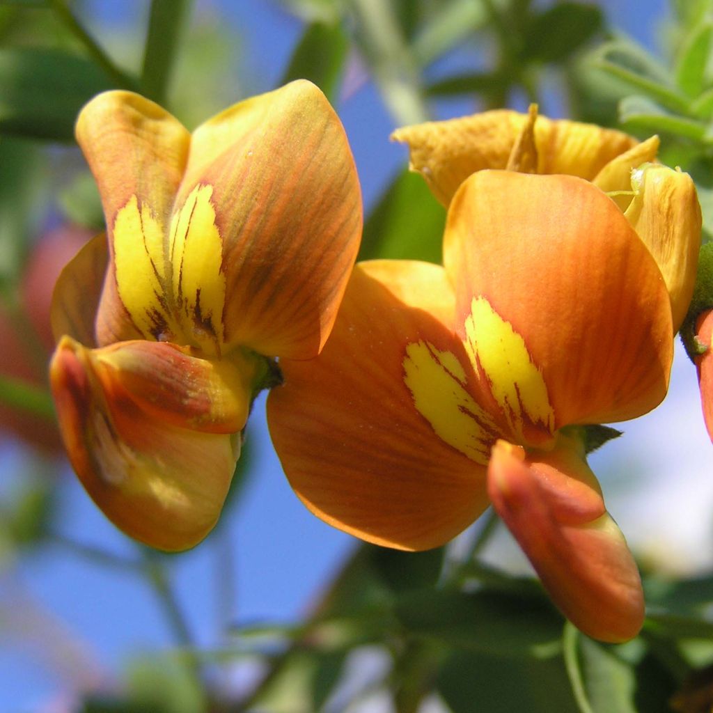 Colutea arborescens