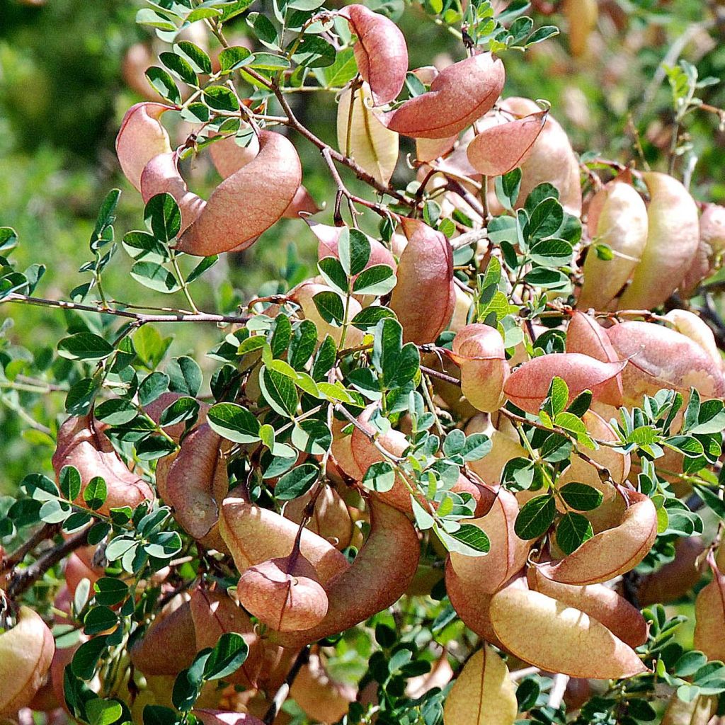 Colutea arborescens