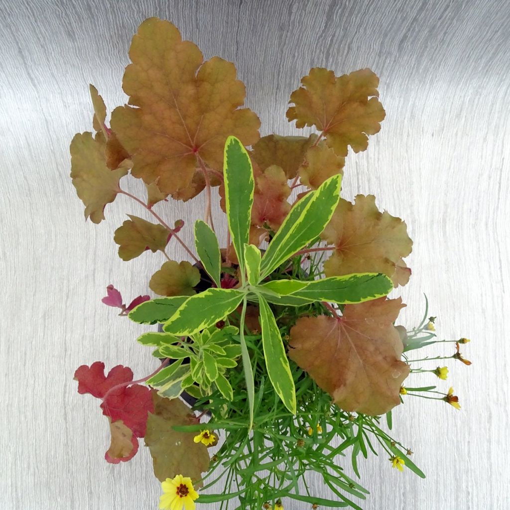 Hidden Treasure Plant Composition - collection of 3 young plants