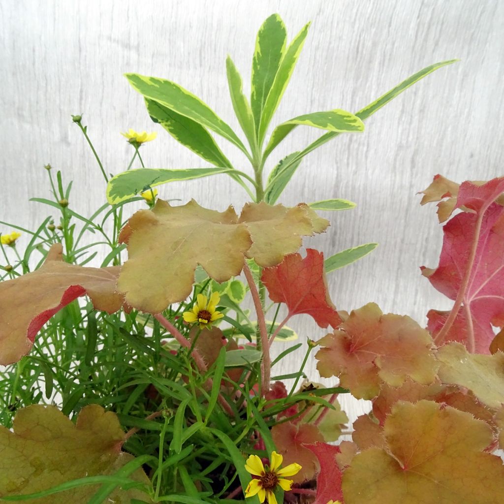 Hidden Treasure Plant Composition - collection of 3 young plants
