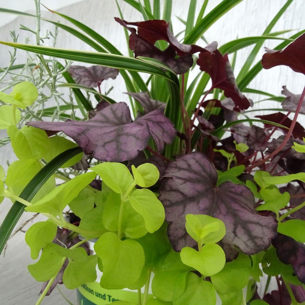 Silent Sunday Composition - A collection of 4 young plants
