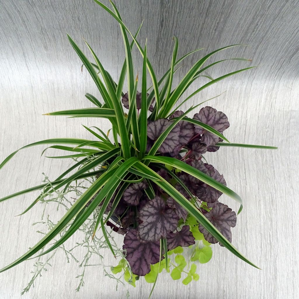 Silent Sunday Composition - A collection of 4 young plants