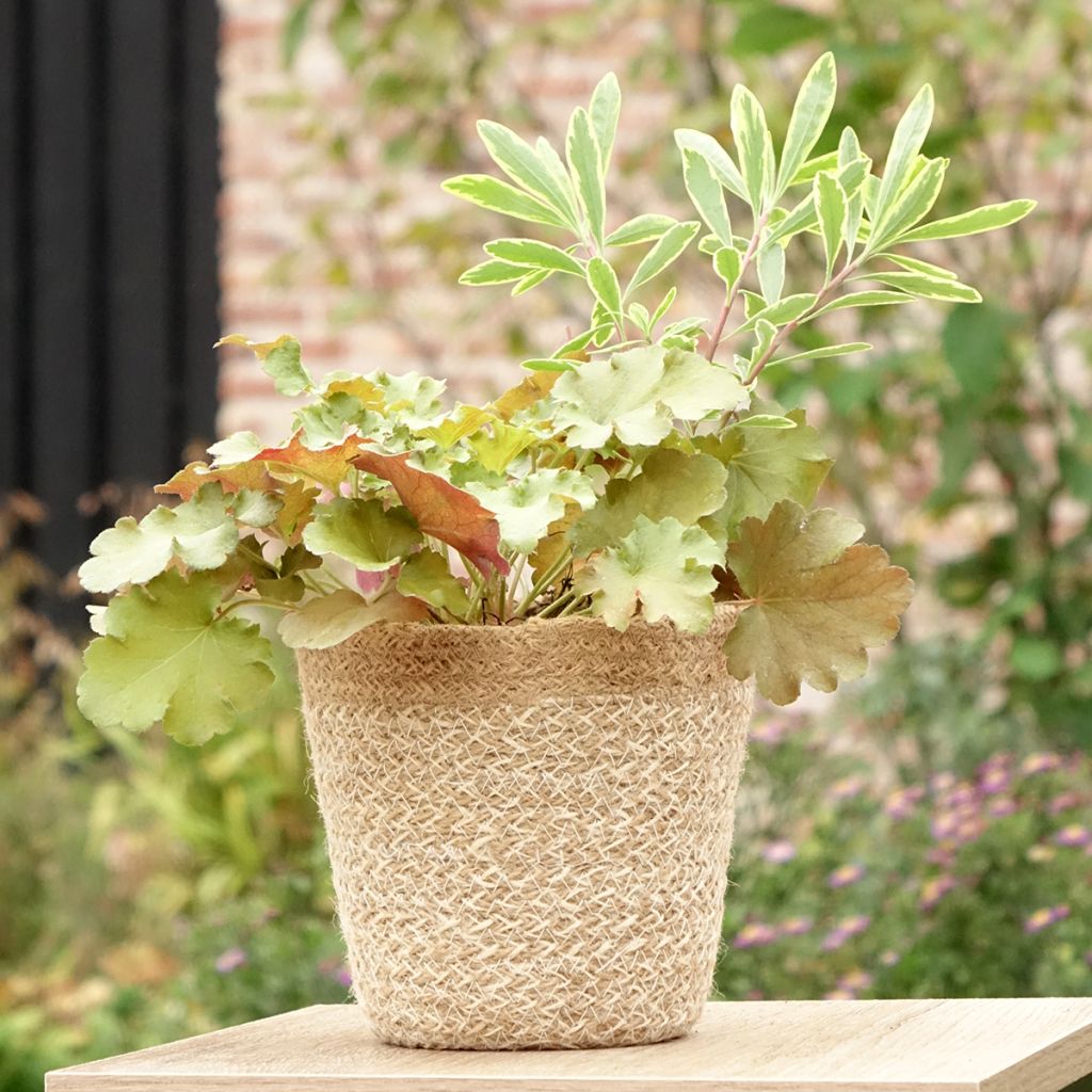 Hidden Treasure Plant Composition - collection of 3 young plants