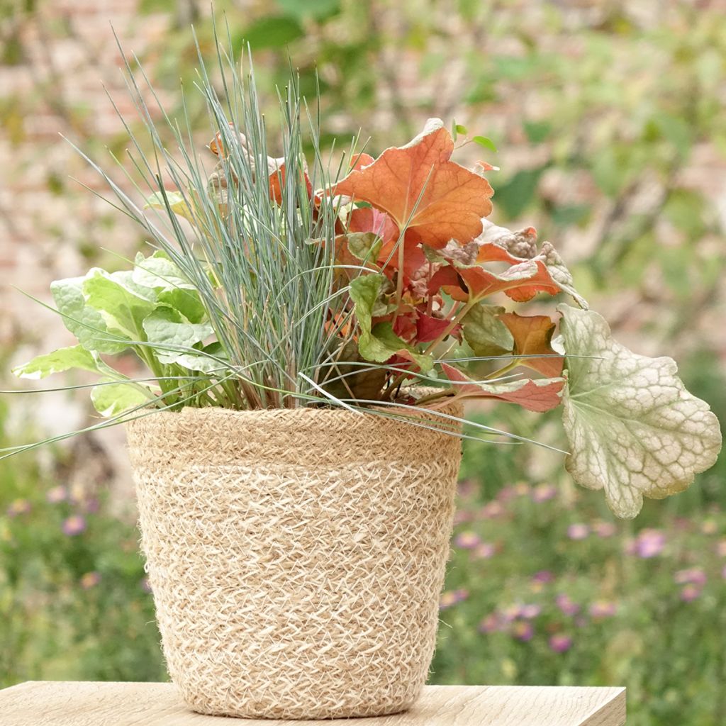 Sunkissed Blend - blend of 4 young plants