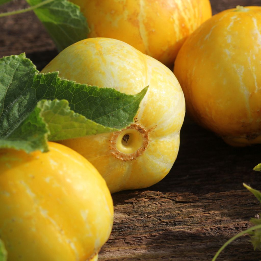 Cucumber Lemon Seeds - Cucumis sativus
