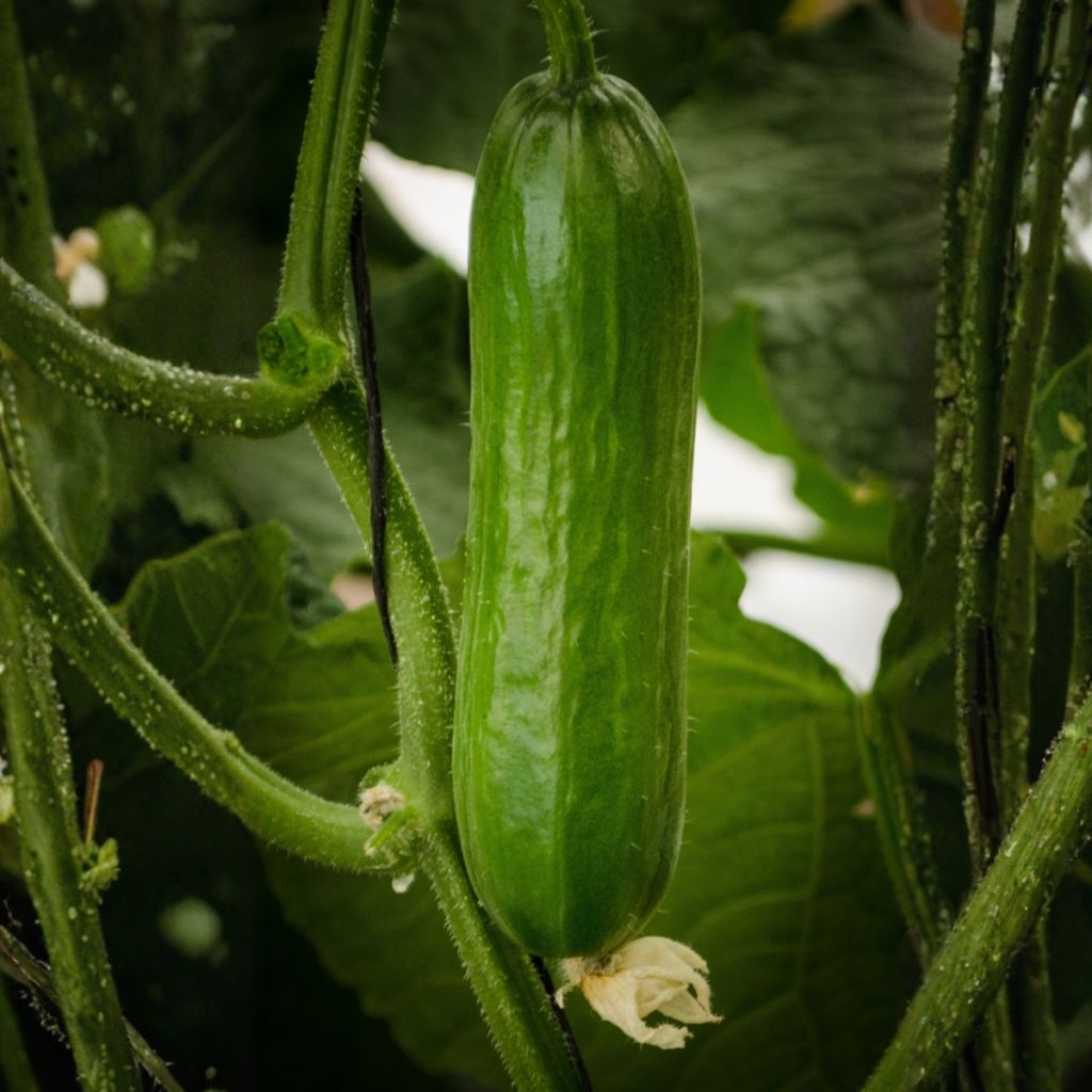 Cucumber Picolino F1 (organic)