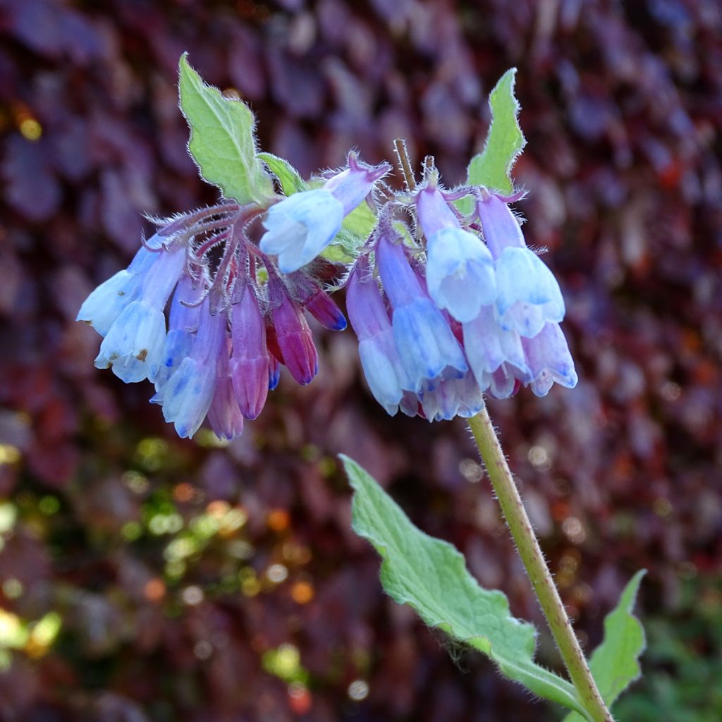 Symphytum grandiflorum Sky Blue Pink - Comfrey