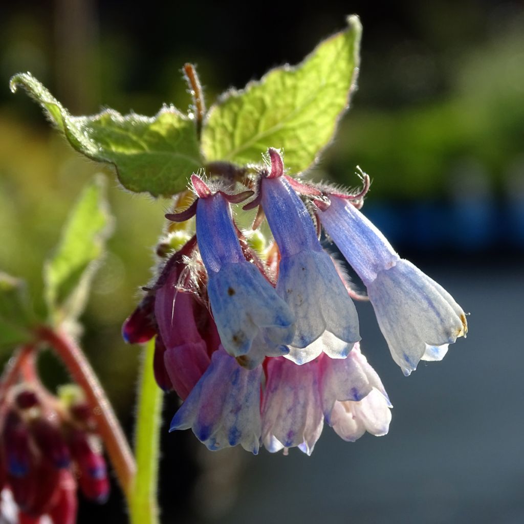 Symphytum grandiflorum Sky Blue Pink - Comfrey