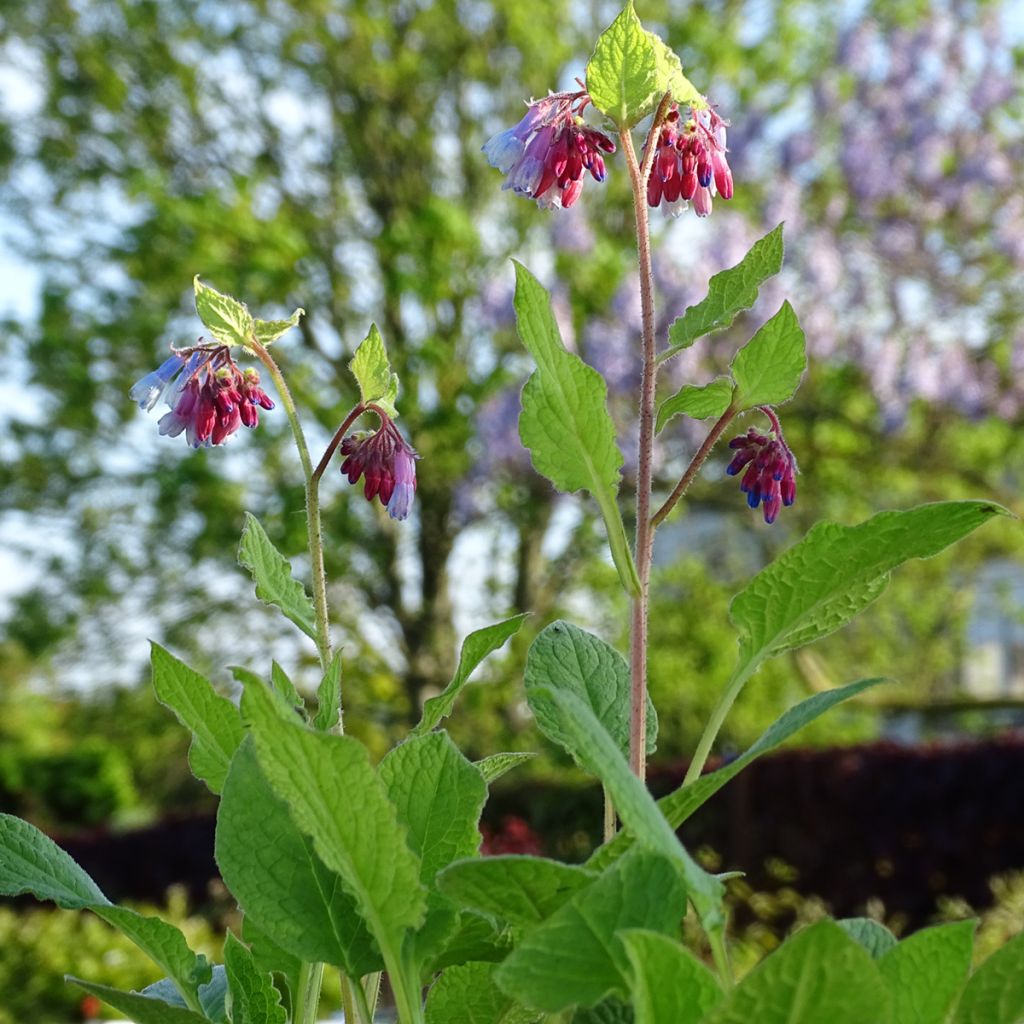 Symphytum grandiflorum Sky Blue Pink - Comfrey