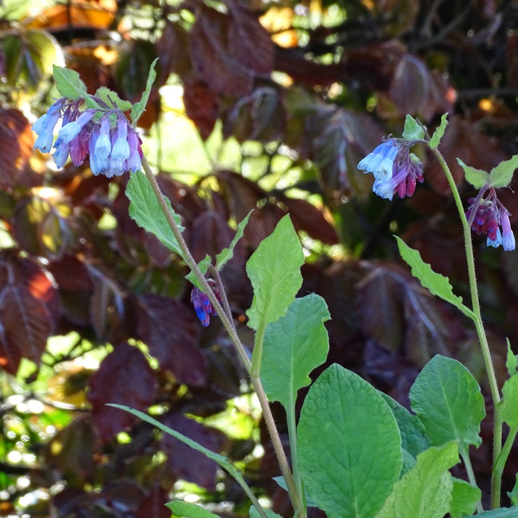 Symphytum grandiflorum Sky Blue Pink - Comfrey