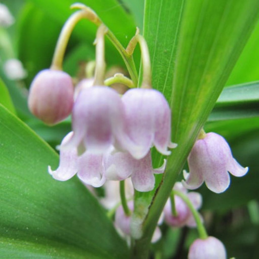 Convallaria majalis var. rosea - Lily of the Valley