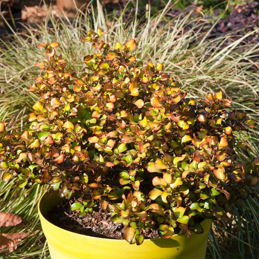 Coprosma Pina colada® - Plante miroir
