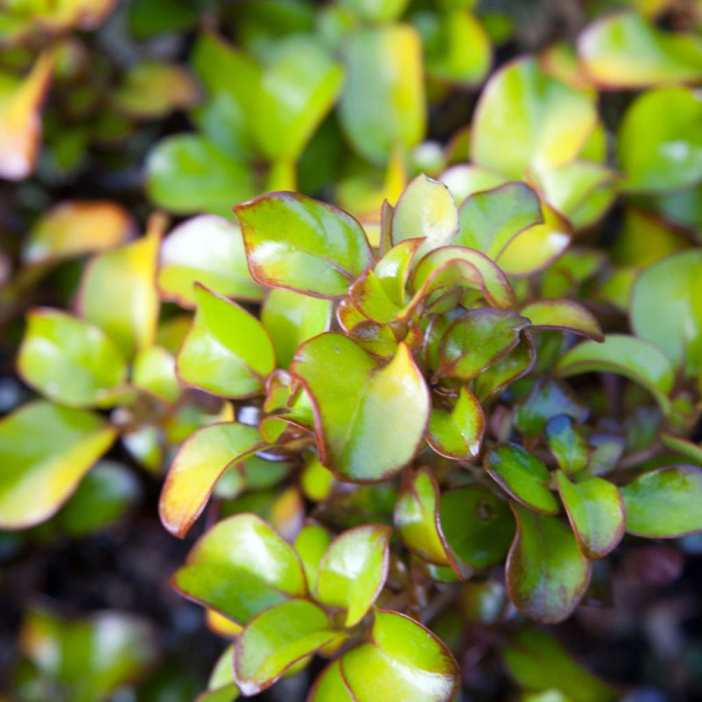Coprosma Pina colada® - Plante miroir
