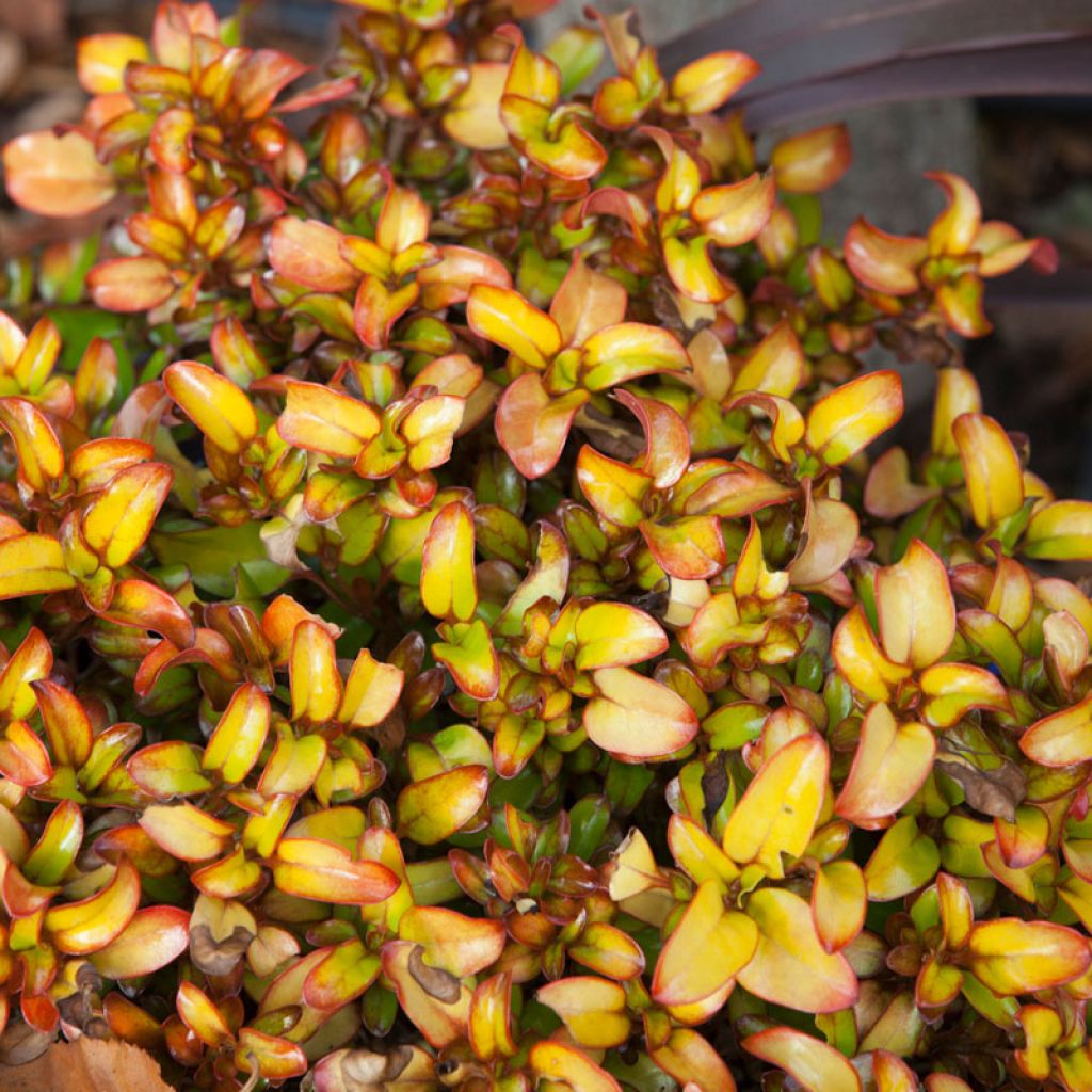 Coprosma Pina colada® - Plante miroir