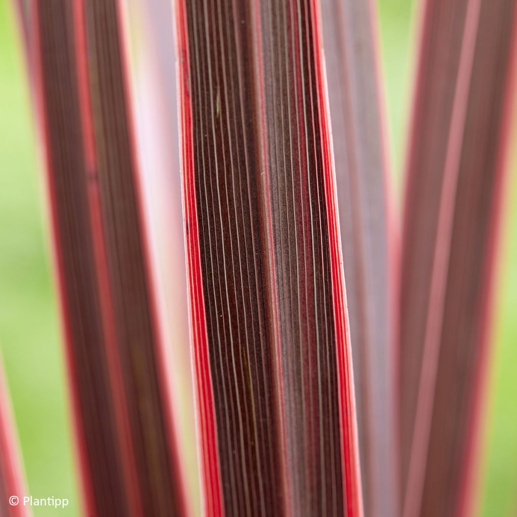 Cordyline australis Charlie boy - Cabbage Tree