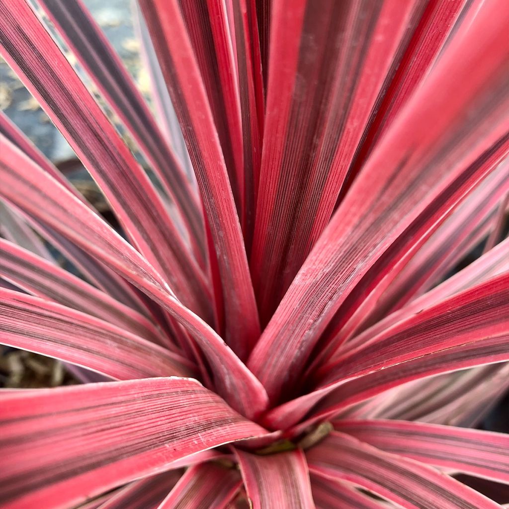 Cordyline australis Charlie boy - Cabbage Tree