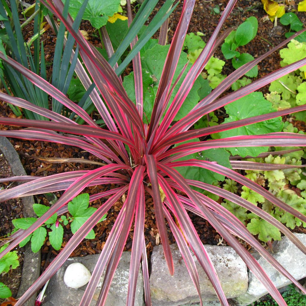 Cordyline australis Cherry Sensation - Cabbage Tree