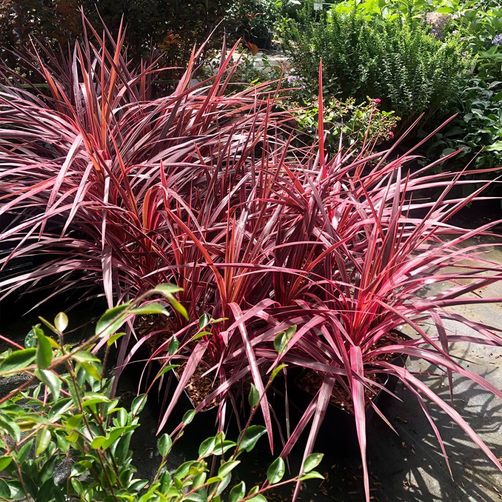 Cordyline australis Cherry Sensation - Cabbage Tree