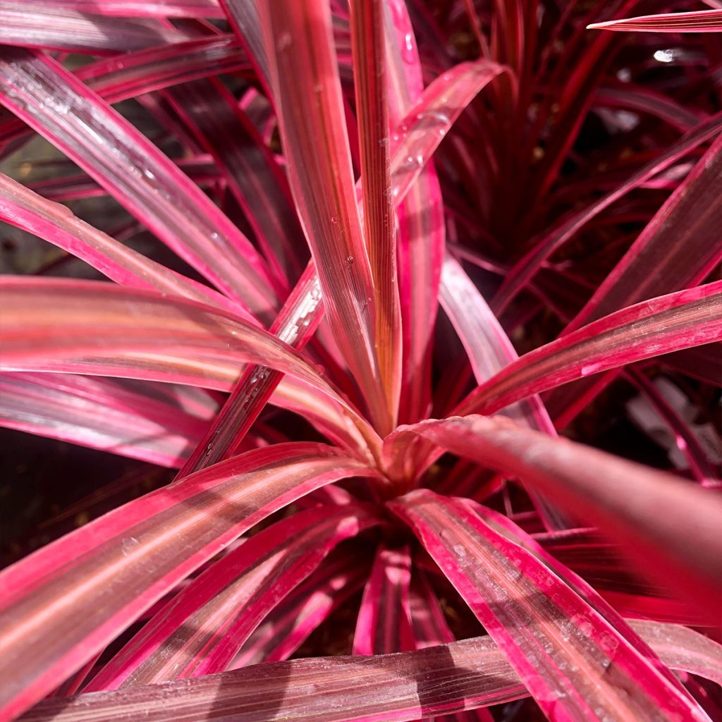 Cordyline australis Cherry Sensation - Cabbage Tree