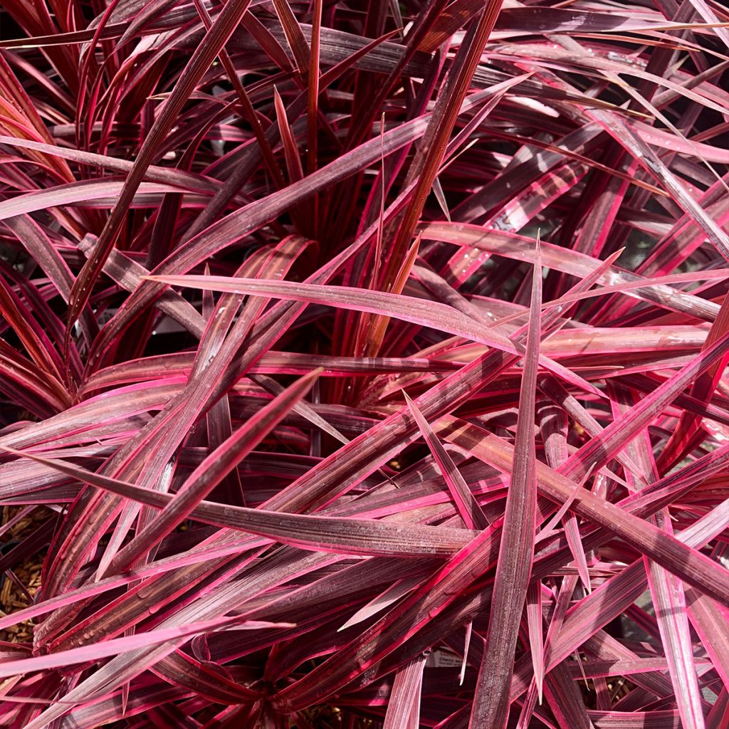 Cordyline australis Cherry Sensation - Cabbage Tree