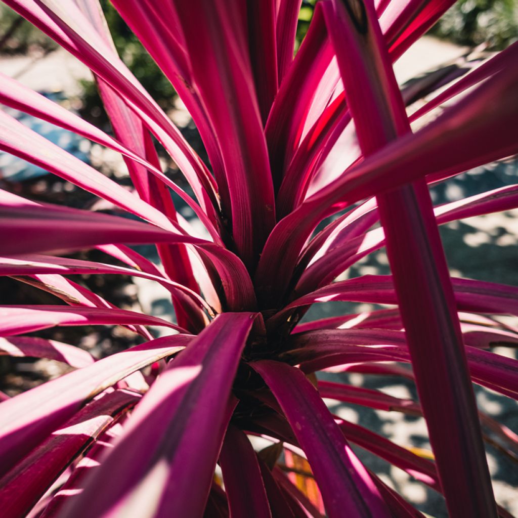 Cordyline australis Pink passion - Cabbage Tree