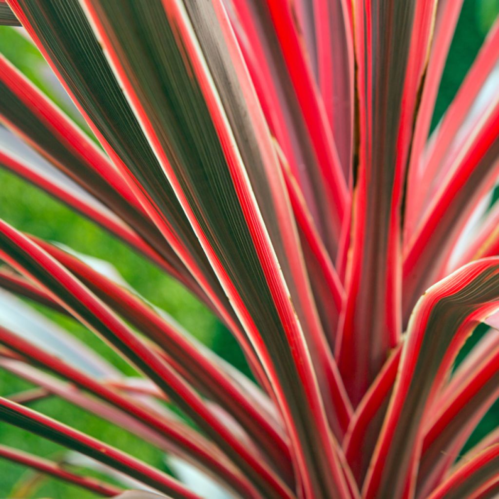 Cordyline australis Pink passion - Cabbage Tree
