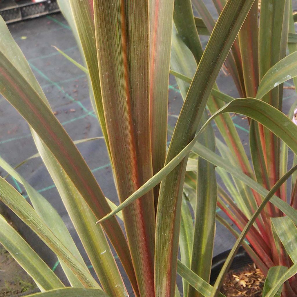 Cordyline australis Sundance