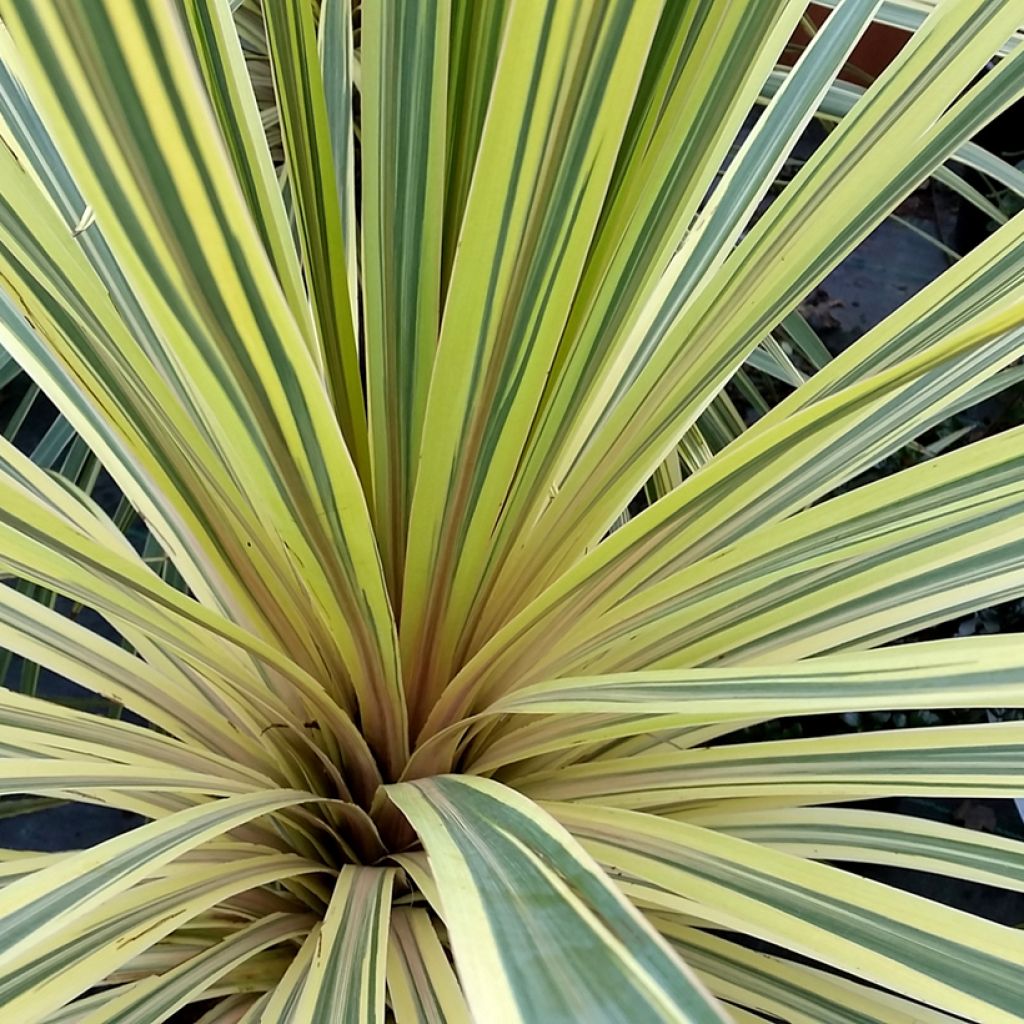 Cordyline australis Torbay Dazzler - Cabbage Tree
