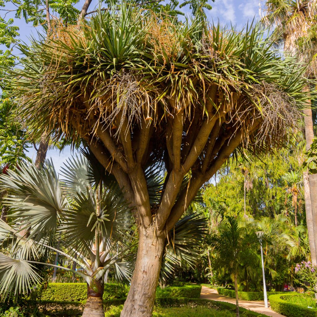 Cordyline australis - Cabbage Tree
