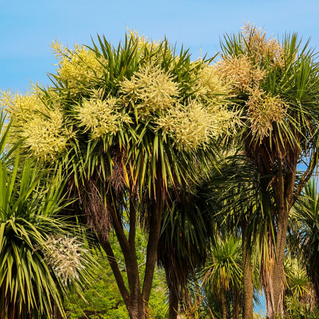 Cordyline australis - Cabbage Tree