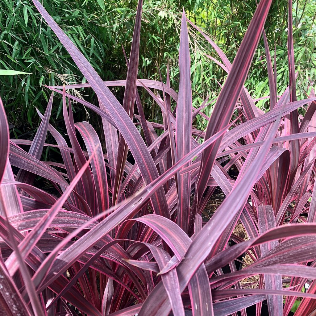 Cordyline banksii Electric Pink - Cabbage Tree