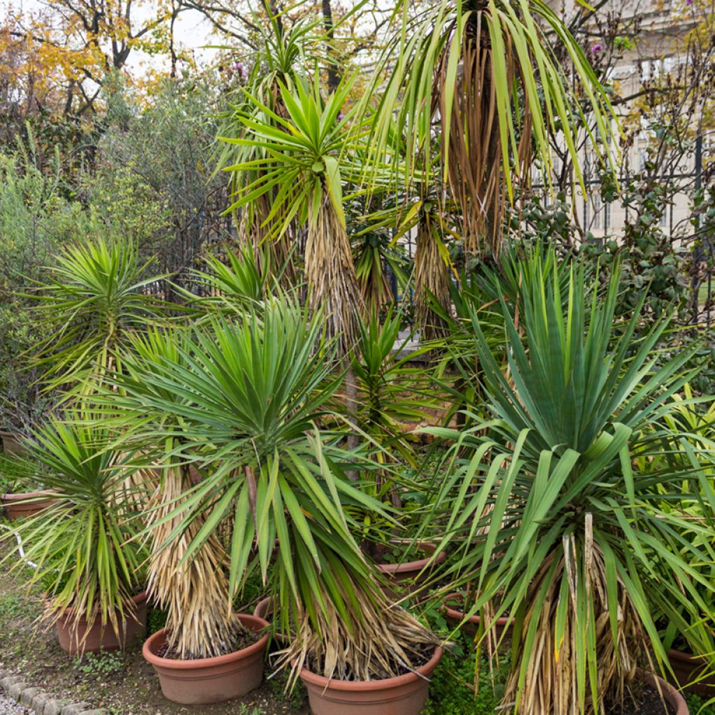 Cordyline indivisa - Mountain Cabbage Tree