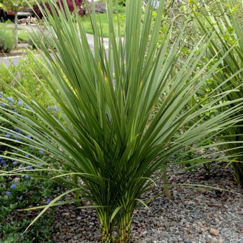 Cordyline indivisa - Mountain Cabbage Tree
