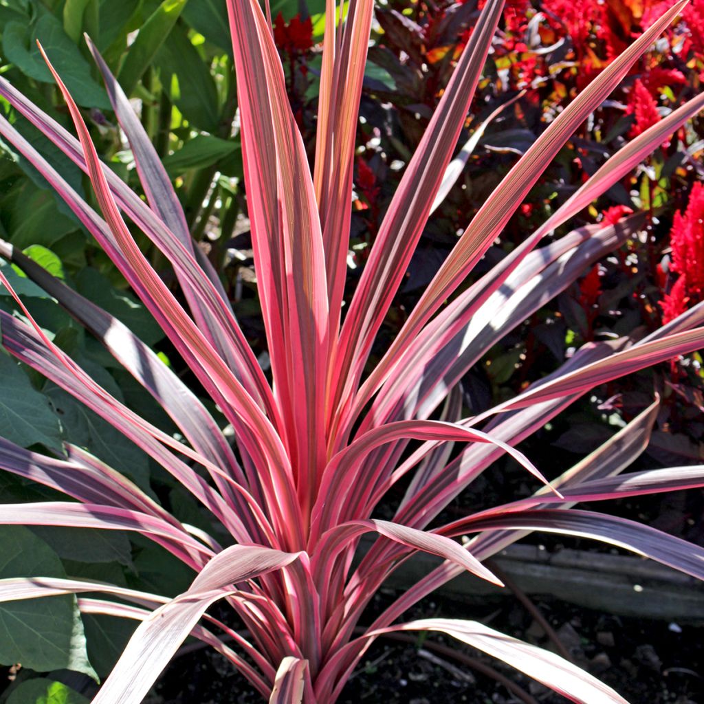 Cordyline Paso Doble - Cabbage Tree