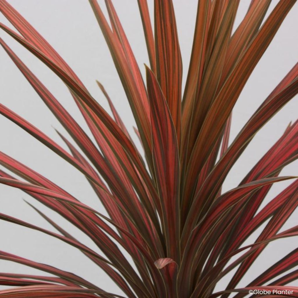 Cordyline australis Coral™