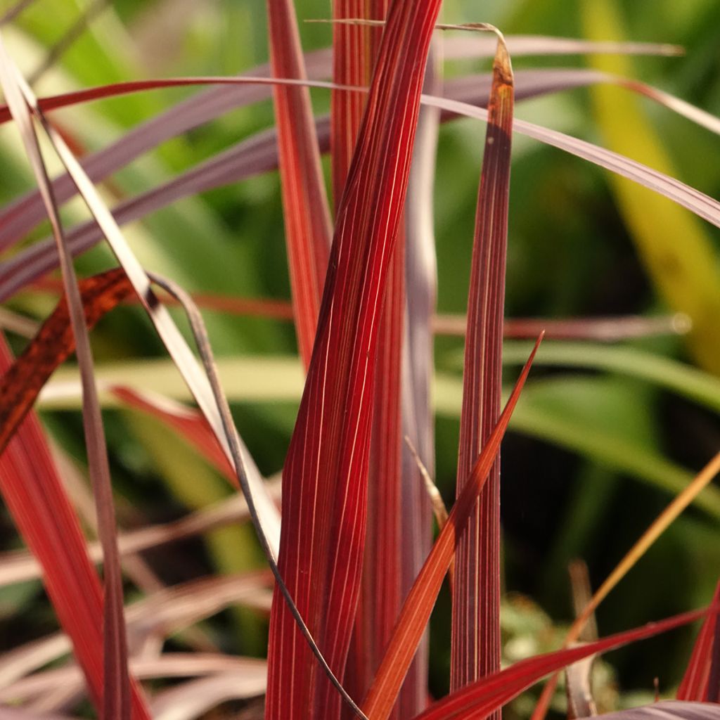 Cordyline australis Design a Line Burgundy