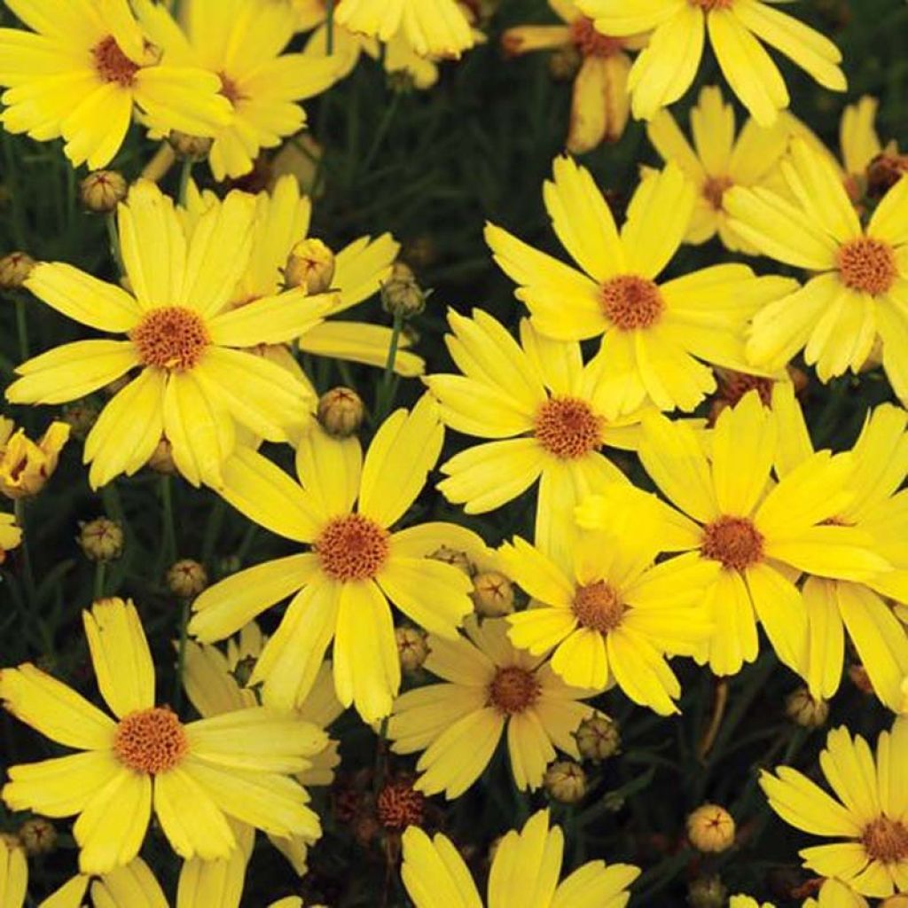 Coreopsis Citrine