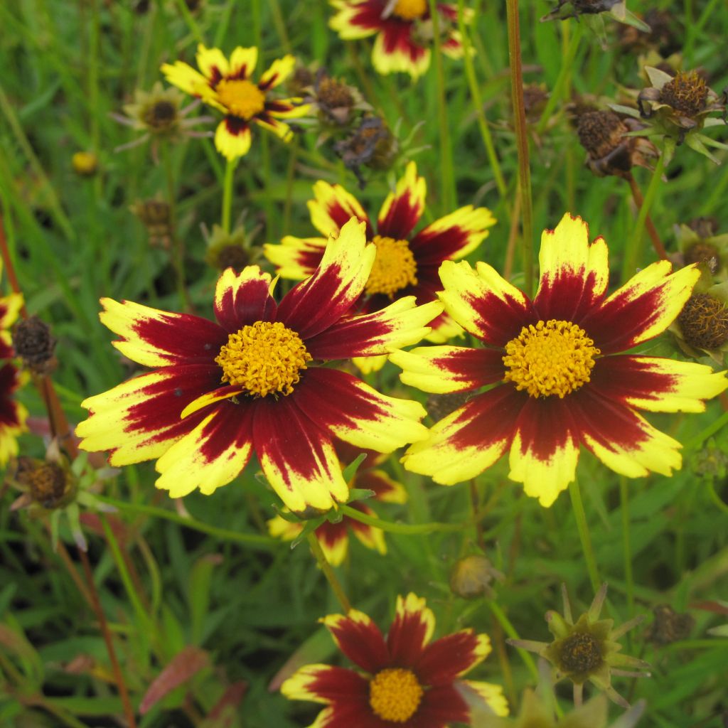 Coreopsis Cosmic Eye