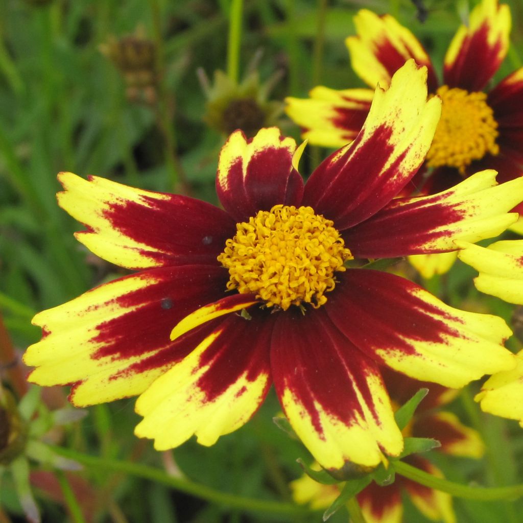 Coreopsis Cosmic Eye