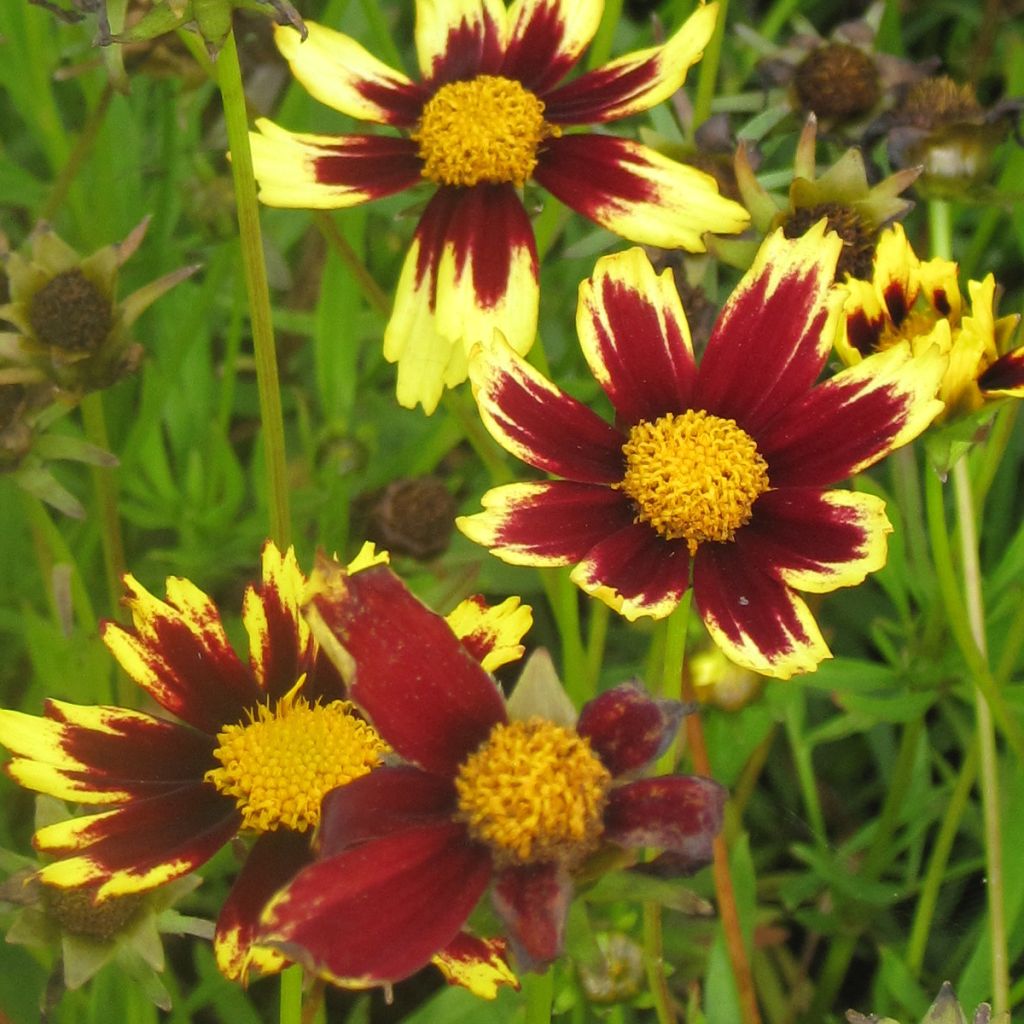 Coreopsis Cosmic Eye
